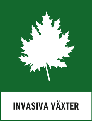 Ett flikigt löv som symbol för invasiv växt på en mörkgrön bakgrund