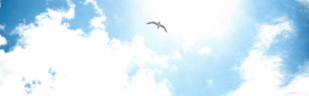 Fri flygande fågel över blå himmel.