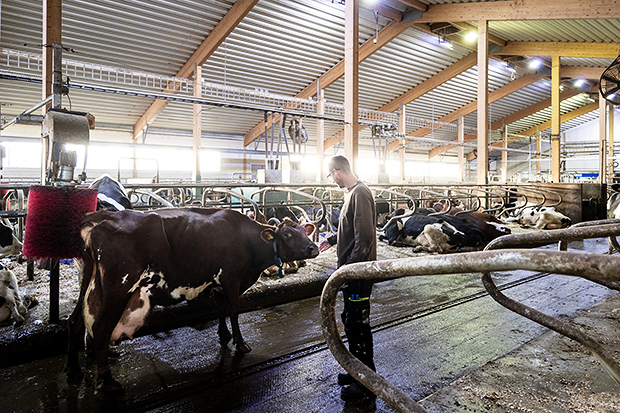 En man står i en modern ladugård och interagerar med en ko vid en liggbås. Taket är högt med synliga träbjälkar, och flera kor ligger eller står i sina bås. Ladugården är ljus med stora fönster och modern inredning.