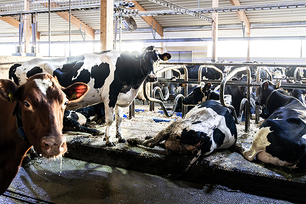 Flera kor i en modern ladugård, några står och andra ligger i sina liggbås. En rödbrun ko står närmast kameran och tittar direkt in i linsen. Ljuset strömmar in genom stora fönster, och taket är högt med träbjälkar.