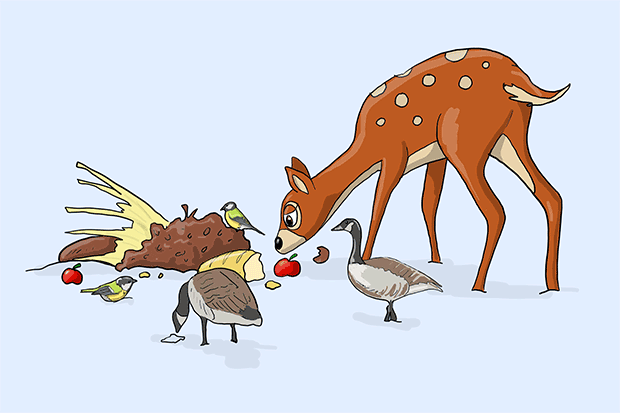 Illustration: Ett rådjur, några småfåglar och några gäss har hittat utlagd mat