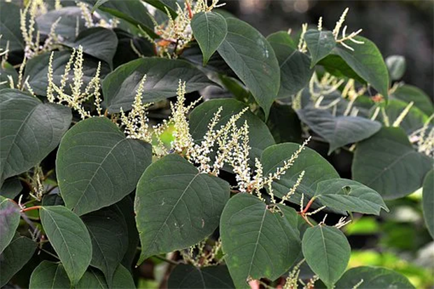 Gröna blad och vita blomspiror