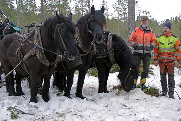 De tre hästarna tillsammans med sin ägare och kommunens arbetsledare