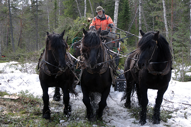 Tre svarta hästar som drar ett lass genom djupsnön i skogen