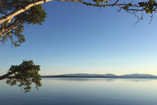 Blå bild med Storsjön och himmel från Bynäset. Tallgren i förgrunden.