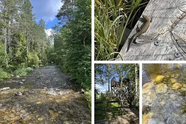 Kollage med naturbilder