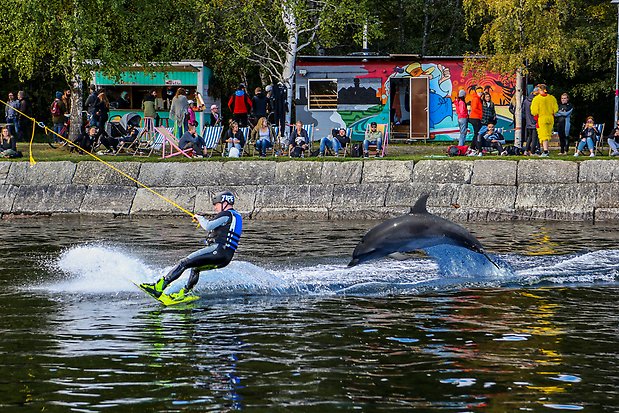 En vattenskideåkare flankeras av en hoppande delfin i Surfbukten